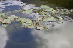 Belonogaster lateritia