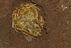 Bufotes viridis sitibundus
