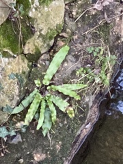 Asplenium scolopendrium scolopendrium