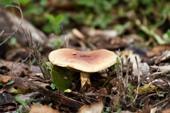 Gymnopilus penetrans