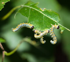 Pristiphora testacea