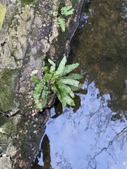 Asplenium scolopendrium scolopendrium