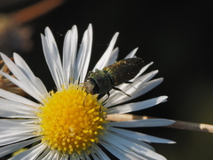 Anthaxia millefolii
