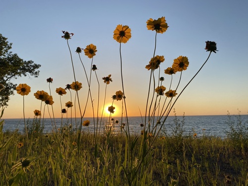 Coreopsis lanceolata