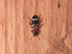 Thanasimus formicarius