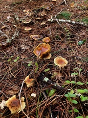 Pholiota velaglutinosa