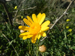 Glebionis coronaria