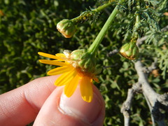 Glebionis coronaria
