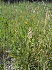 Erysimum marschallianum