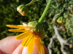 Glebionis coronaria