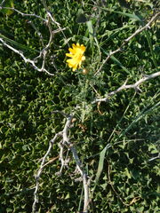 Glebionis coronaria
