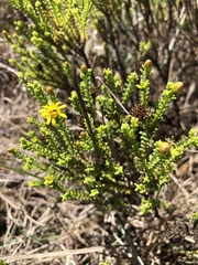 Oedera genistifolia
