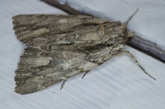 Catocala coccinata