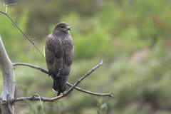 Buteo