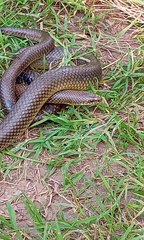 Paraphimophis rusticus