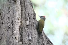 Chloropicus griseocephalus