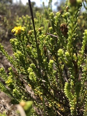 Oedera genistifolia
