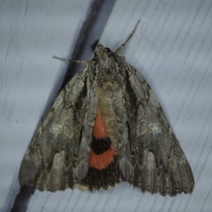 Catocala coccinata