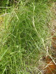 Schoenoplectus litoralis