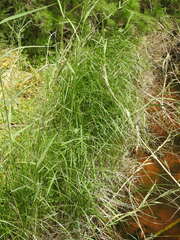 Schoenoplectus litoralis