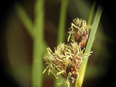 Schoenoplectus litoralis