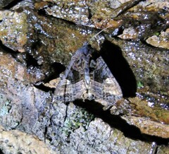 Euplexia benesimilis