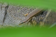 Trachylepis