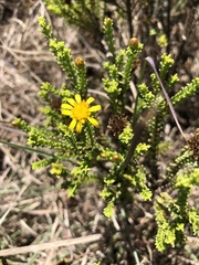 Oedera genistifolia