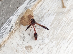 Delta hottentotum