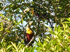 Ramphastos dicolorus