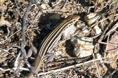 Aspidoscelis uniparens