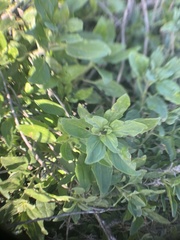 Trirhabda flavolimbata