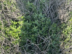 Trirhabda flavolimbata