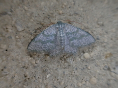 Chloropteryx opalaria