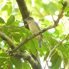 Pachyramphus validus