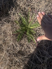 Cirsium horridulum