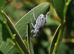 Leptopius duponti