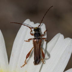 Stenopterus mauritanicus