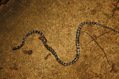 Tantilla semicincta
