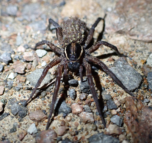 Venatrix furcillata