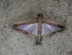 Diaphania plumbidorsalis