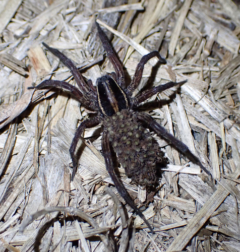 Venatrix furcillata