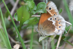 Coenonympha tullia