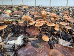 Tubaria furfuracea