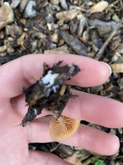 Tubaria furfuracea