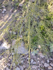 Parkinsonia