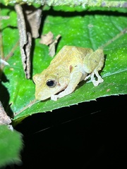 Pristimantis nyctophylax