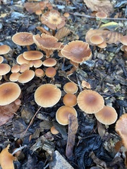 Tubaria furfuracea