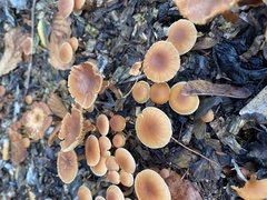 Tubaria furfuracea