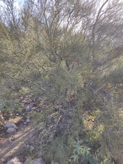 Parkinsonia
